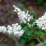 Fotografia 9 da espécie Ligustrum sinense var. sinense do Jardim Botânico UTAD