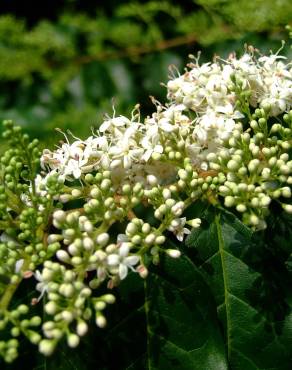 Fotografia 10 da espécie Ligustrum sinense var. sinense no Jardim Botânico UTAD