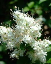 Fotografia da espécie Ligustrum sinense