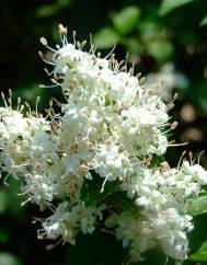 Ligustrum sinense var. sinense