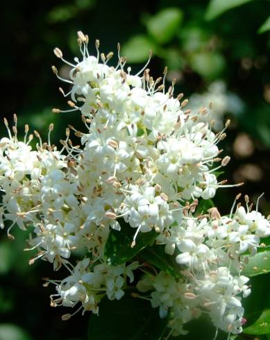 Fotografia de capa Ligustrum sinense var. sinense - do Jardim Botânico