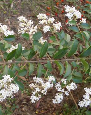 Fotografia 11 da espécie Ligustrum sinense var. sinense no Jardim Botânico UTAD