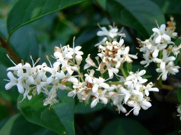 Fotografia da espécie Ligustrum sinense var. sinense