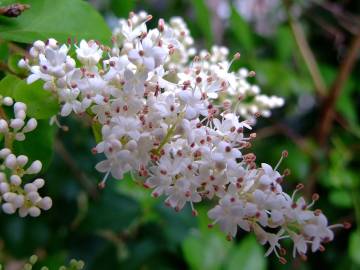 Fotografia da espécie Ligustrum sinense var. sinense