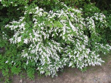 Fotografia da espécie Ligustrum sinense var. sinense