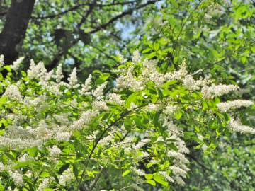 Fotografia da espécie Ligustrum sinense var. sinense