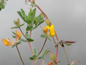 Fotografia da espécie Lotus subbiflorus