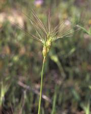 Fotografia da espécie Aegilops neglecta