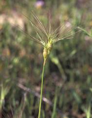 Aegilops neglecta