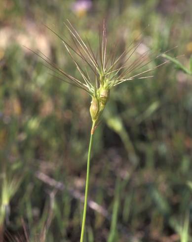 Fotografia de capa Aegilops neglecta - do Jardim Botânico