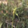 Fotografia 1 da espécie Aegilops neglecta do Jardim Botânico UTAD