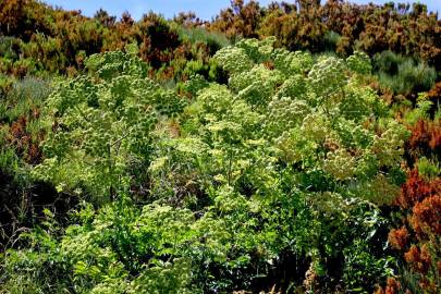 Fotografia da espécie Angelica major