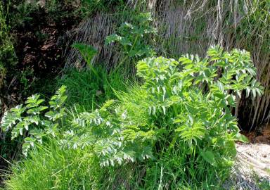 Fotografia da espécie Angelica major