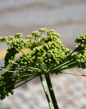 Fotografia 10 da espécie Angelica major no Jardim Botânico UTAD