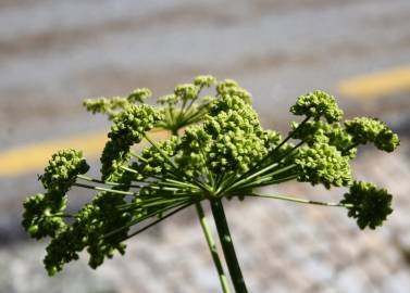 Fotografia da espécie Angelica major