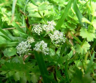 Fotografia da espécie Apium repens