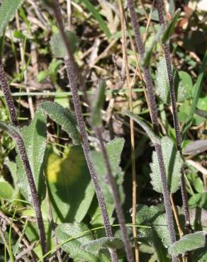 Fotografia 5 da espécie Arabis sadina no Jardim Botânico UTAD