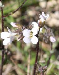 Arabis sadina