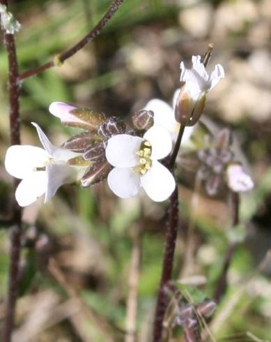 Fotografia de capa Arabis sadina - do Jardim Botânico