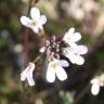 Fotografia 6 da espécie Arabis sadina do Jardim Botânico UTAD