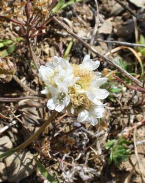 Fotografia 6 da espécie Armeria linkiana no Jardim Botânico UTAD