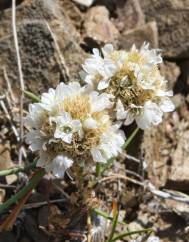 Armeria linkiana