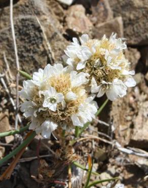 Fotografia 1 da espécie Armeria linkiana no Jardim Botânico UTAD