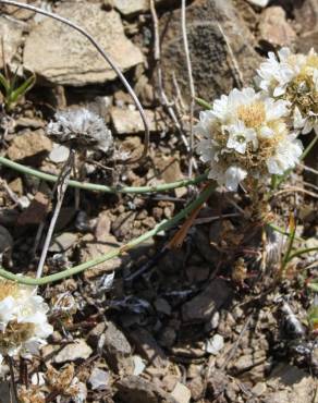 Fotografia 7 da espécie Armeria linkiana no Jardim Botânico UTAD