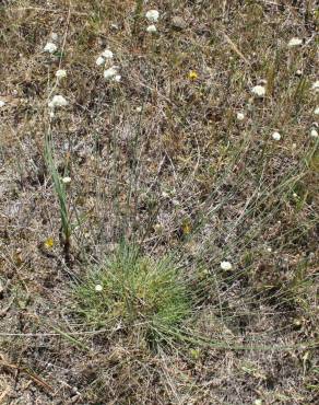 Fotografia 8 da espécie Armeria linkiana no Jardim Botânico UTAD