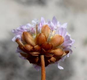 Fotografia da espécie Armeria rouyana