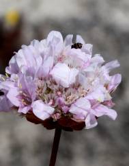 Armeria rouyana