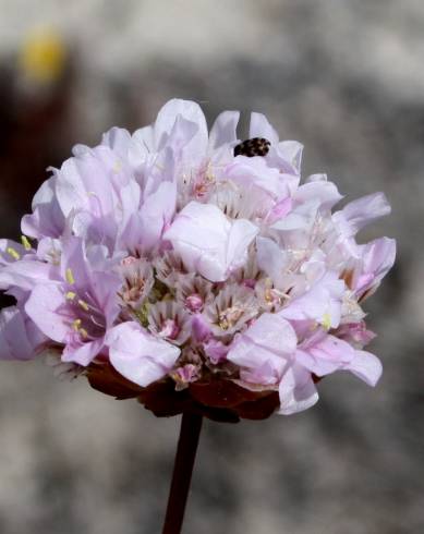 Fotografia de capa Armeria rouyana - do Jardim Botânico