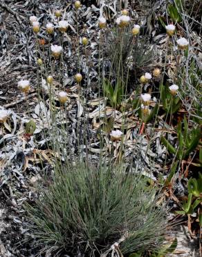 Fotografia 4 da espécie Armeria rouyana no Jardim Botânico UTAD