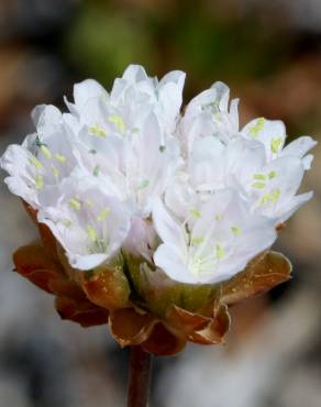 Fotografia 5 da espécie Armeria rouyana no Jardim Botânico UTAD