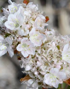 Fotografia 6 da espécie Armeria rouyana no Jardim Botânico UTAD