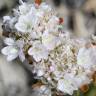 Fotografia 6 da espécie Armeria rouyana do Jardim Botânico UTAD