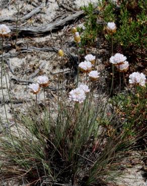 Fotografia 8 da espécie Armeria rouyana no Jardim Botânico UTAD