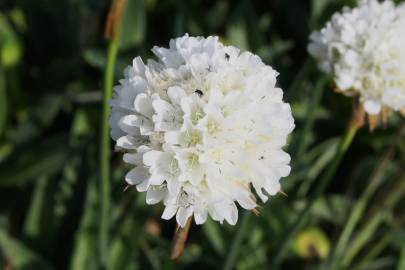 Fotografia da espécie Armeria pseudoarmeria