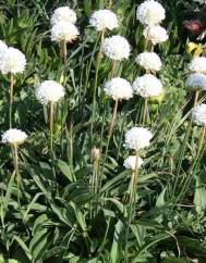 Armeria pseudoarmeria