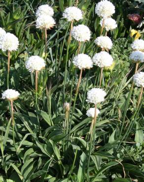 Fotografia 1 da espécie Armeria pseudoarmeria no Jardim Botânico UTAD