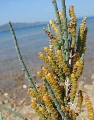 Arthrocnemum macrostachyum