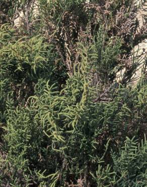 Fotografia 5 da espécie Arthrocnemum macrostachyum no Jardim Botânico UTAD