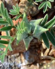 Fotografia da espécie Astragalus epiglottis
