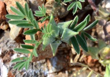 Fotografia da espécie Astragalus epiglottis