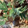 Fotografia 1 da espécie Astragalus epiglottis do Jardim Botânico UTAD