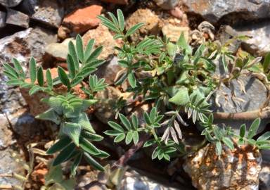 Fotografia da espécie Astragalus epiglottis