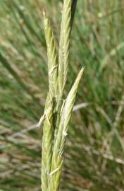 Fotografia da espécie Brachypodium phoenicoides