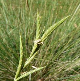 Fotografia da espécie Brachypodium phoenicoides