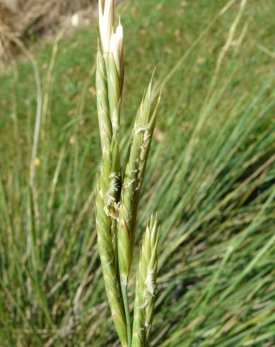 Fotografia de capa Brachypodium phoenicoides - do Jardim Botânico