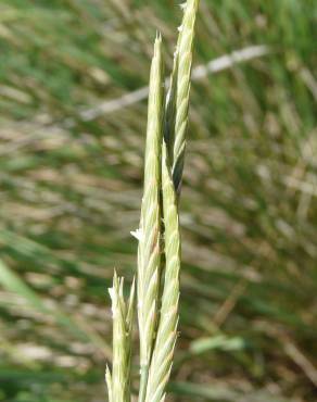 Fotografia 4 da espécie Brachypodium phoenicoides no Jardim Botânico UTAD